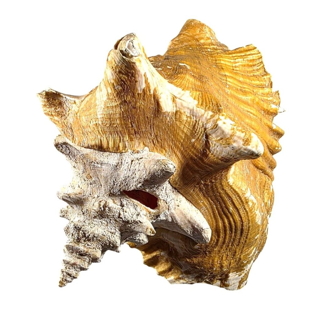 Conch Sea Shell Large Natural Brown White beach house vacation nautical ocean